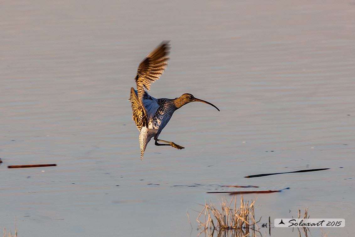 Numenius arquata:  Chiurlo ;  Eurasian curlew