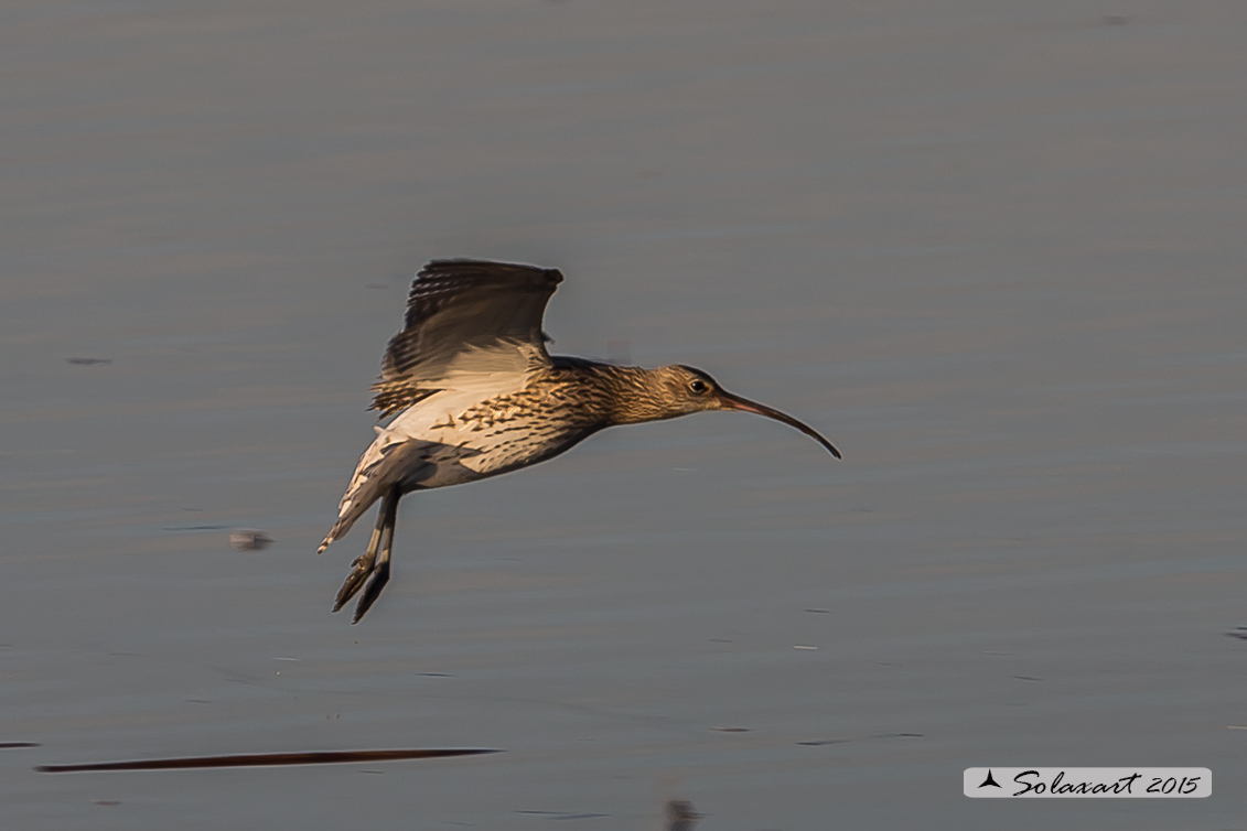 Numenius arquata:  Chiurlo ;  Eurasian curlew