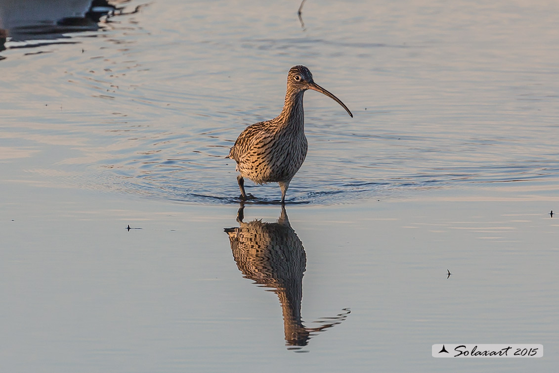 Numenius arquata:  Chiurlo ;  Eurasian curlew