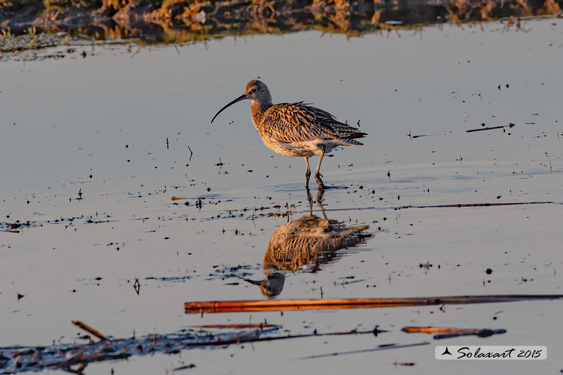 Numenius arquata:  Chiurlo ;  Eurasian curlew