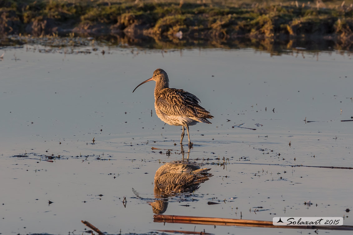 Numenius arquata:  Chiurlo ;  Eurasian curlew