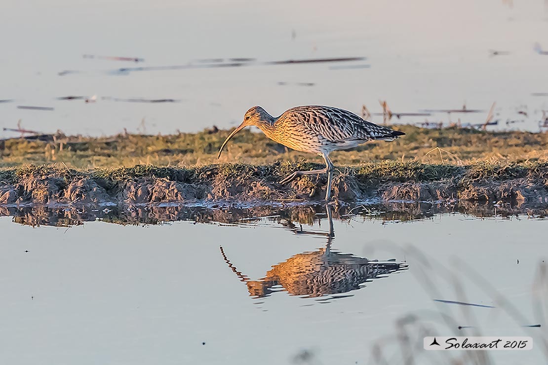 Numenius arquata:  Chiurlo ;  Eurasian curlew