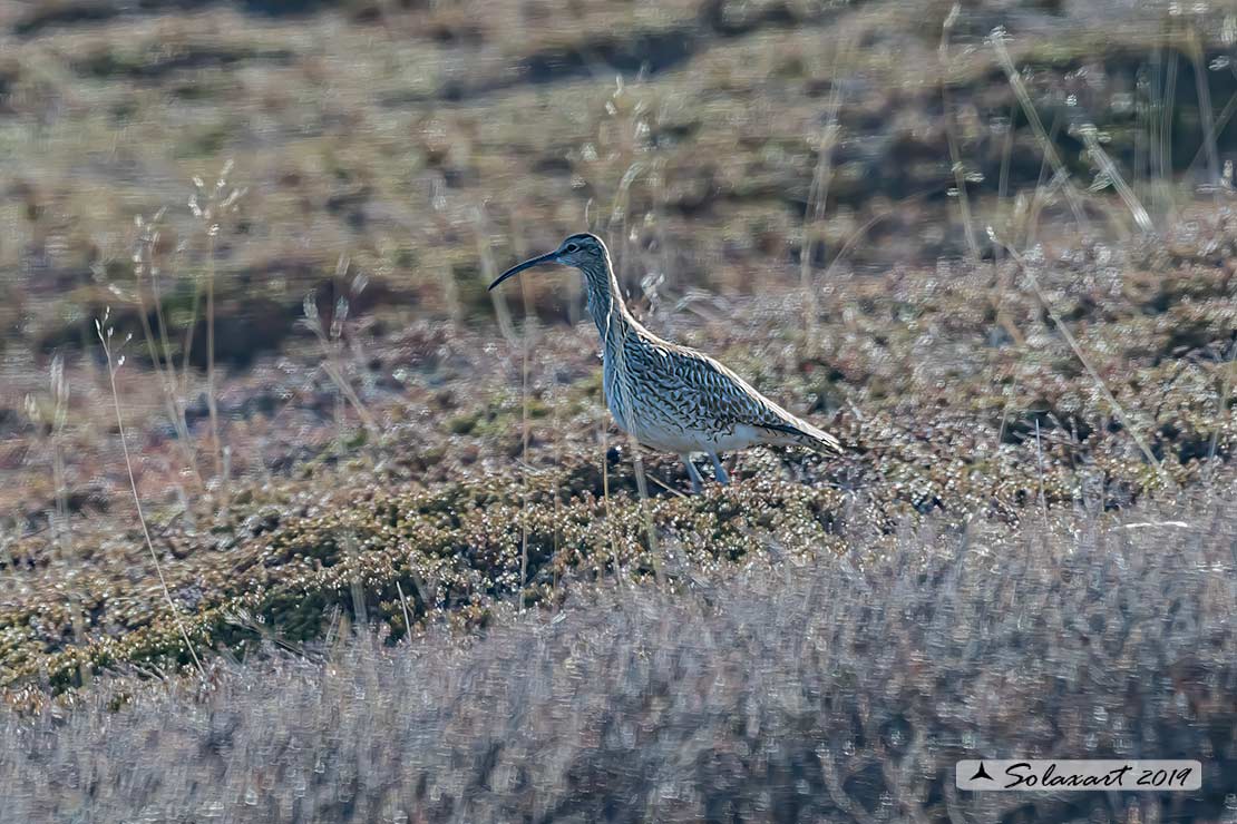 Numenius phaeopus - Chiurlo piccolo - Whimbrel