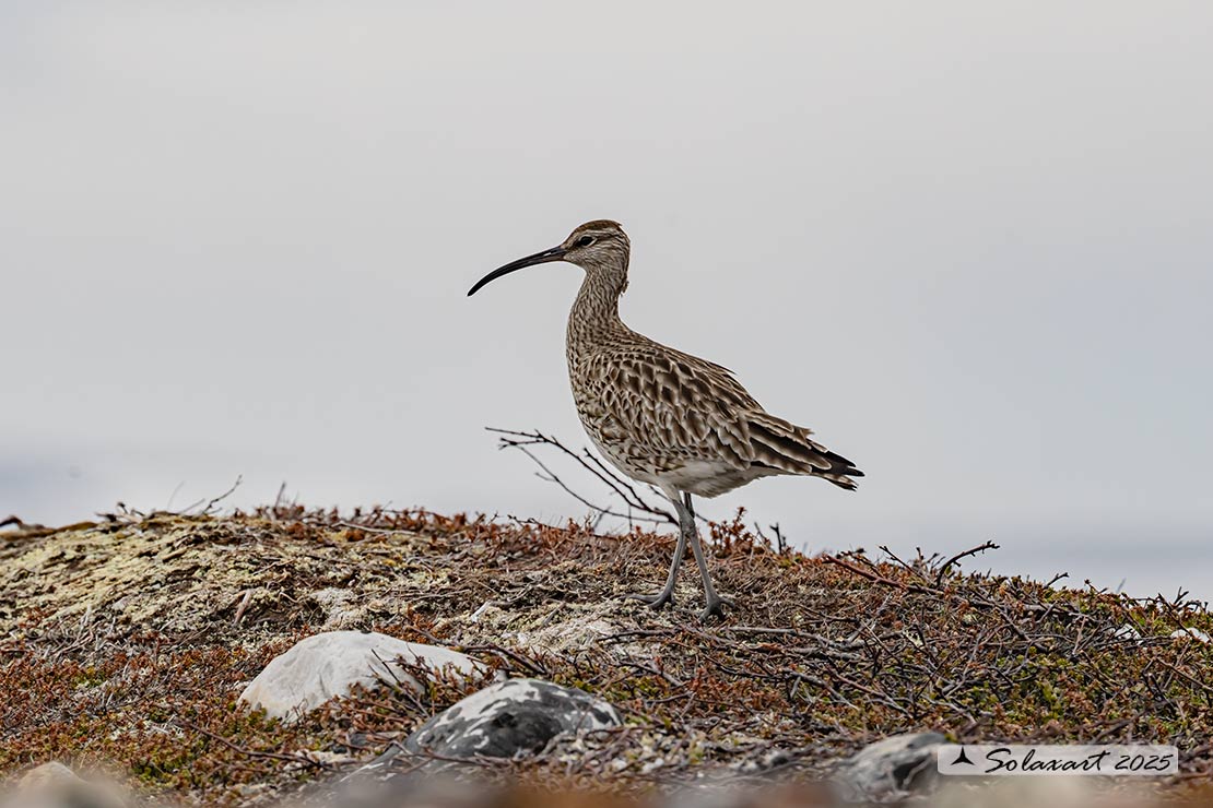 Numenius phaeopus - Chiurlo piccolo - Whimbrel