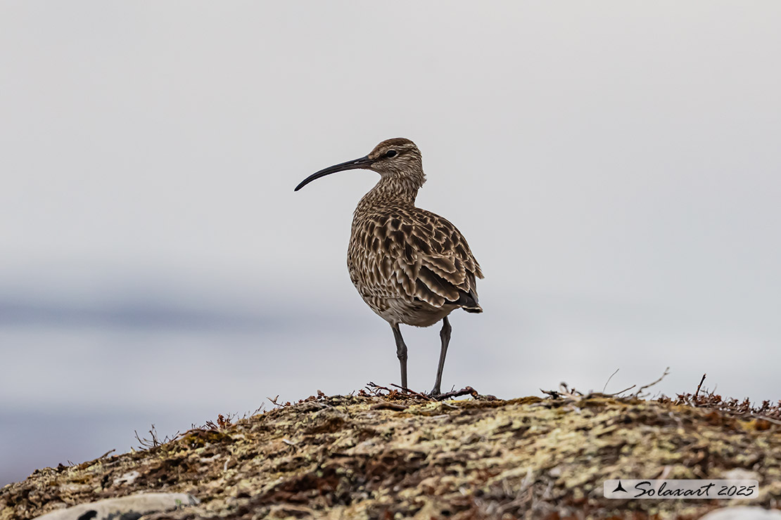 Numenius phaeopus - Chiurlo piccolo - Whimbrel