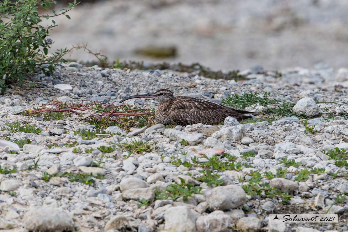 Numenius phaeopus - Chiurlo piccolo - Whimbrel