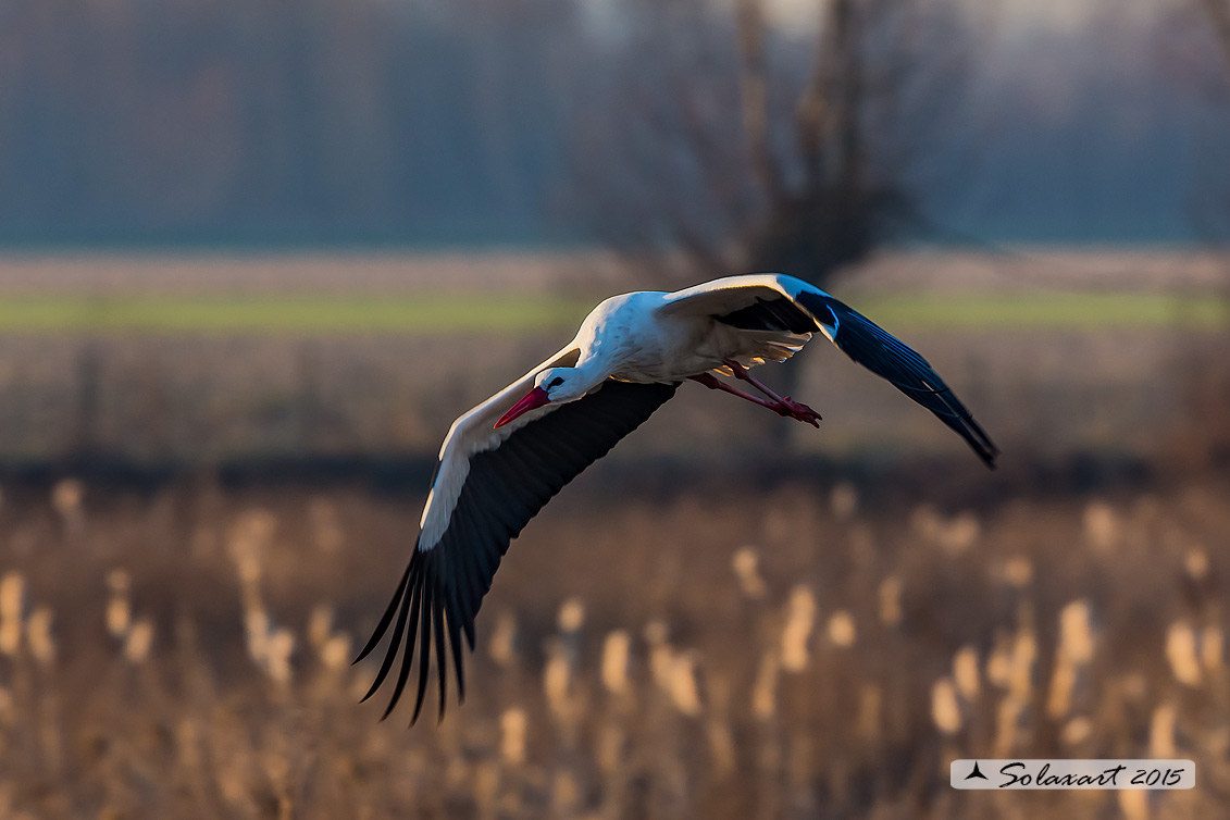 Ciconia ciconia - Cicogna - White Stork