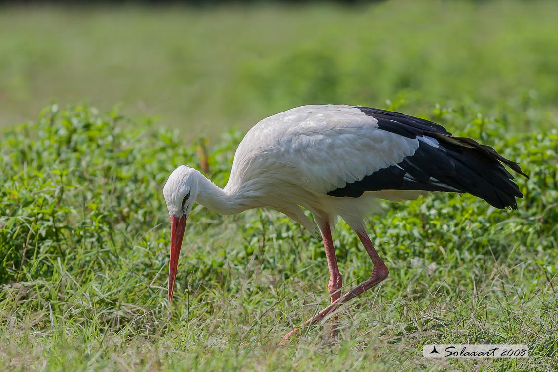 Cicogna (Ciconia ciconia )