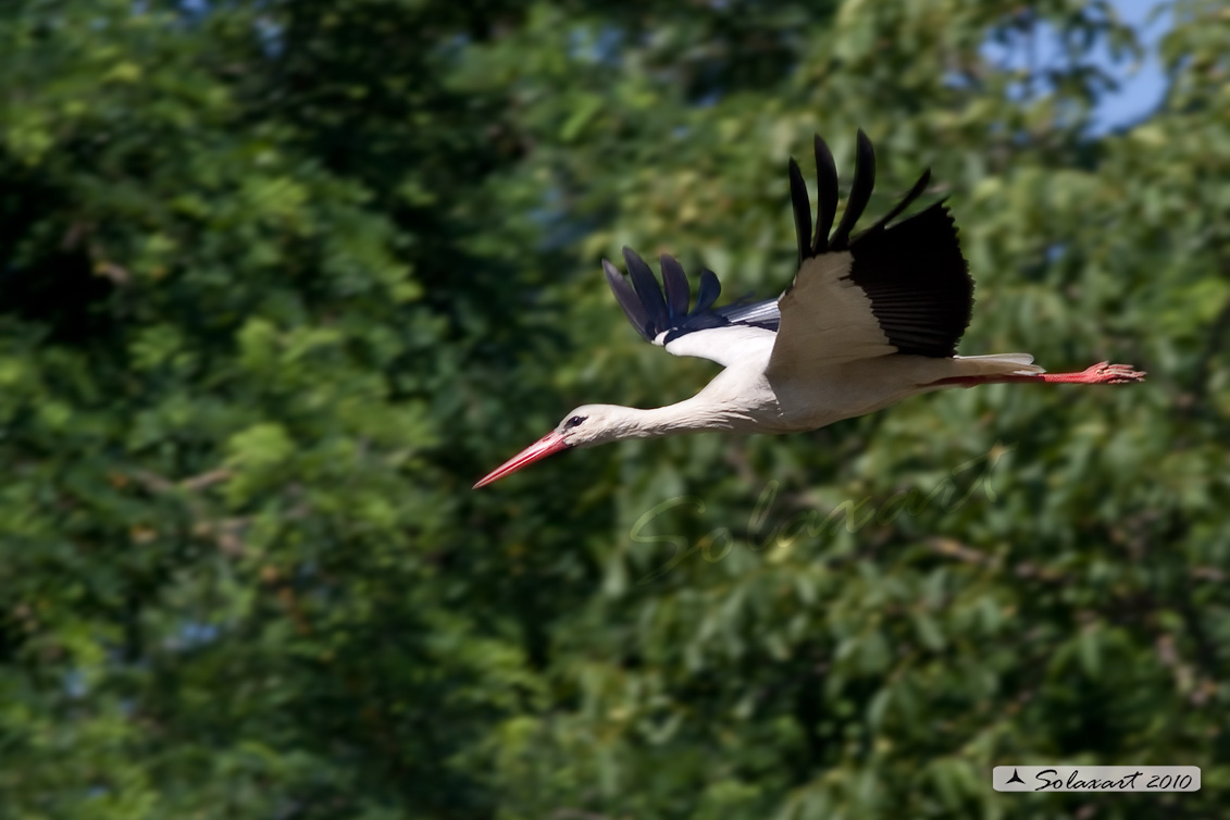 Cicogna (Ciconia ciconia )