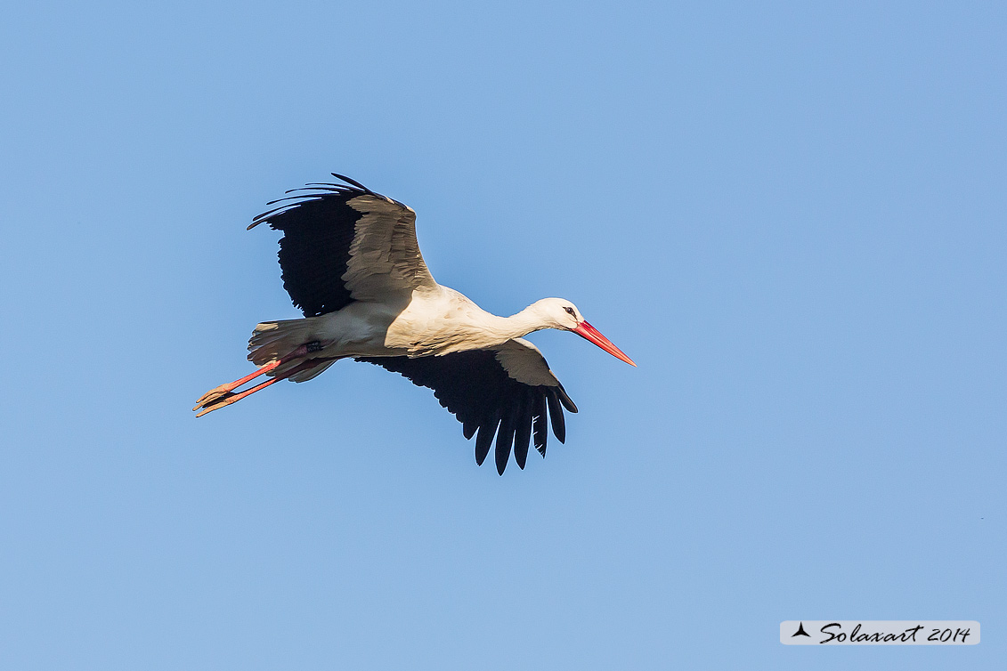 Ciconia ciconia - Cicogna - White Stork