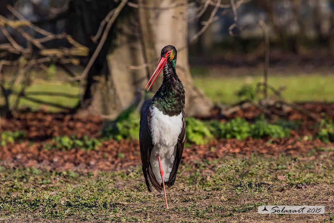 Ciconia nigra : Cicogna nera ; Black Stork
