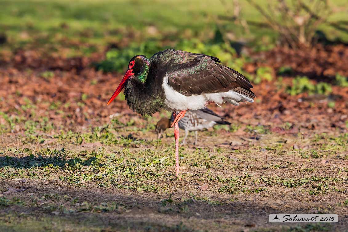 Ciconia nigra : Cicogna nera ; Black Stork