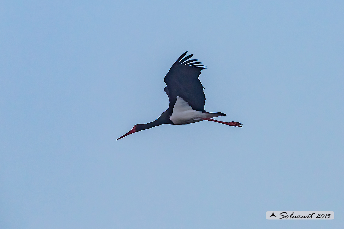 Ciconia nigra : Cicogna nera ; Black Stork
