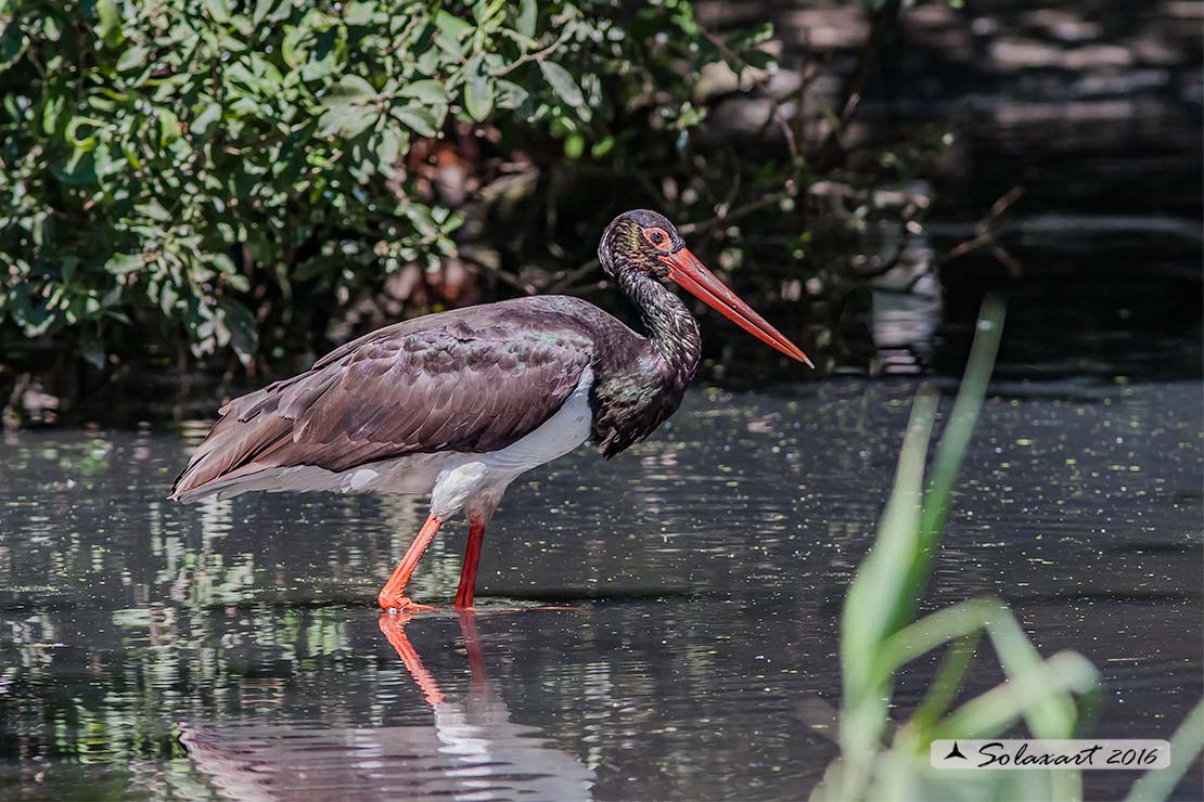 Ciconia nigra : Cicogna nera ; Black Stork
