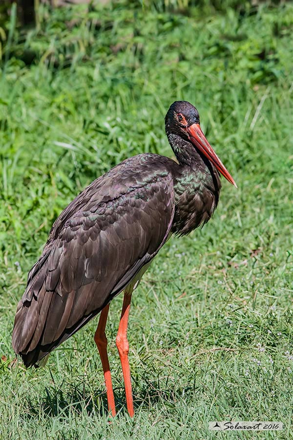 Ciconia nigra : Cicogna nera ; Black Stork