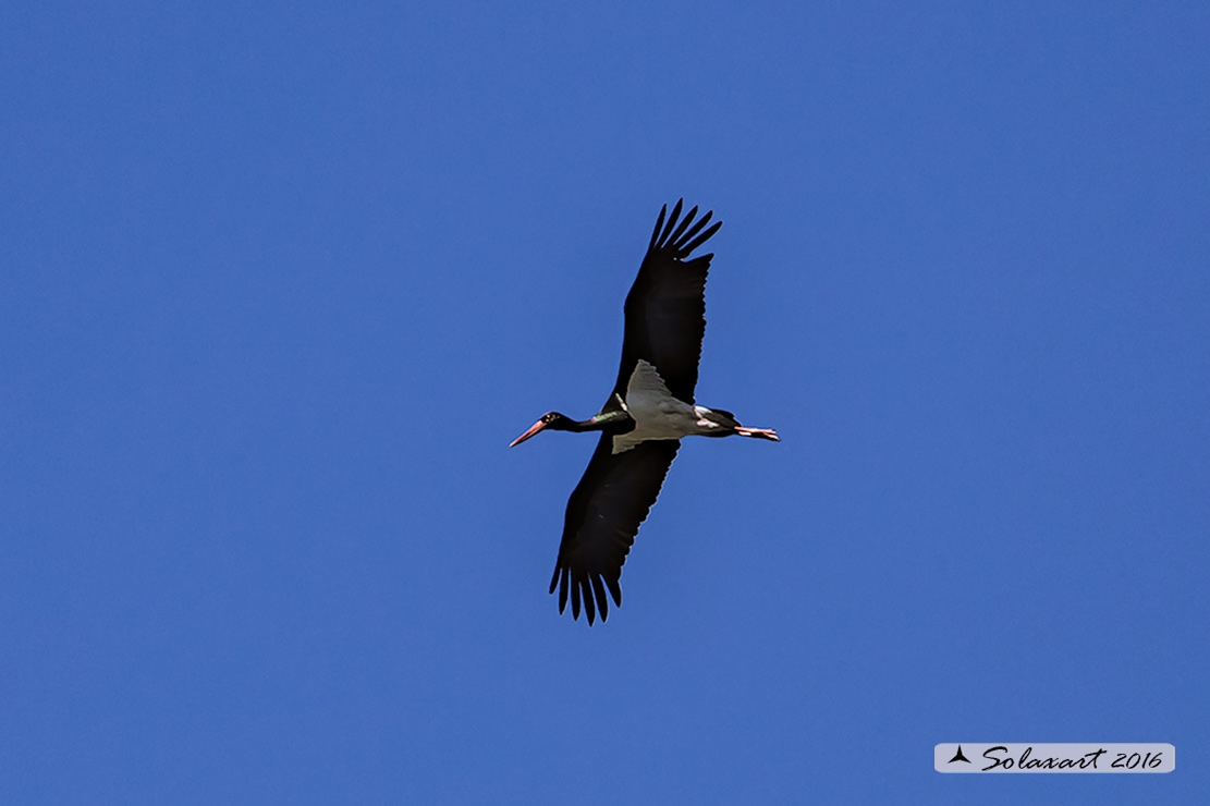 Ciconia nigra : Cicogna nera ; Black Stork