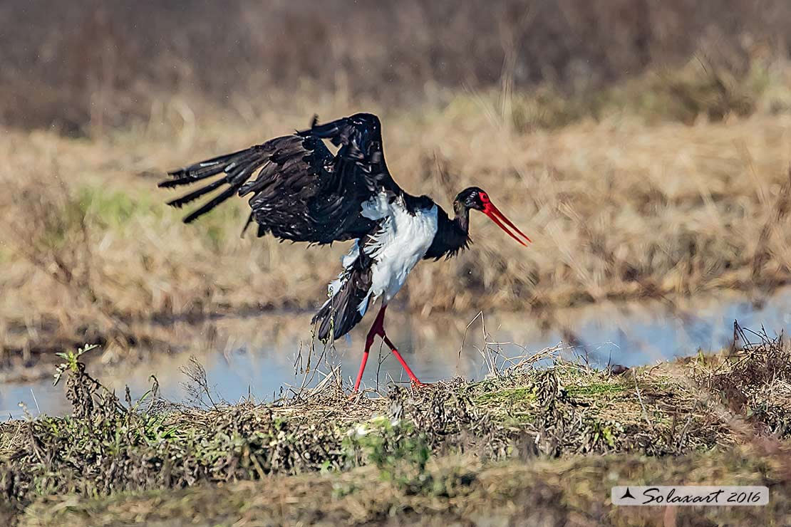 Ciconia nigra : Cicogna nera ; Black Stork