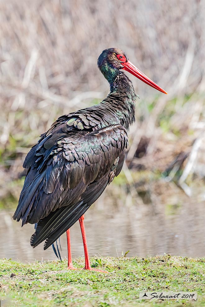 Ciconia nigra : Cicogna nera ; Black Stork
