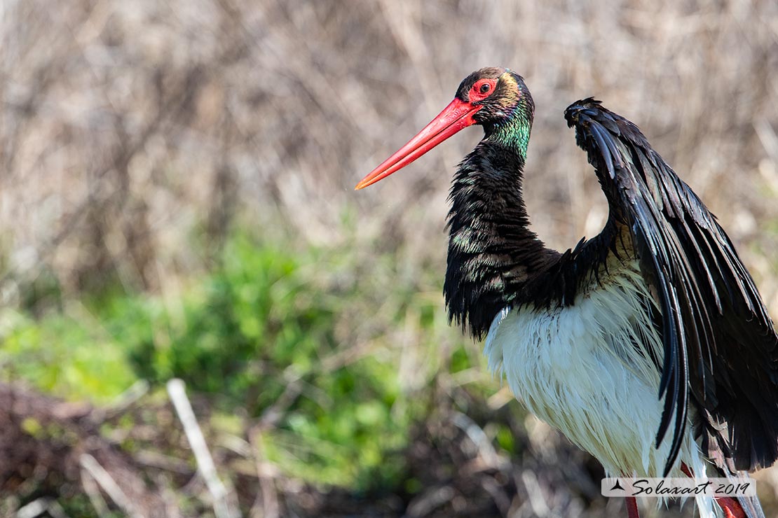 Ciconia nigra : Cicogna nera ; Black Stork