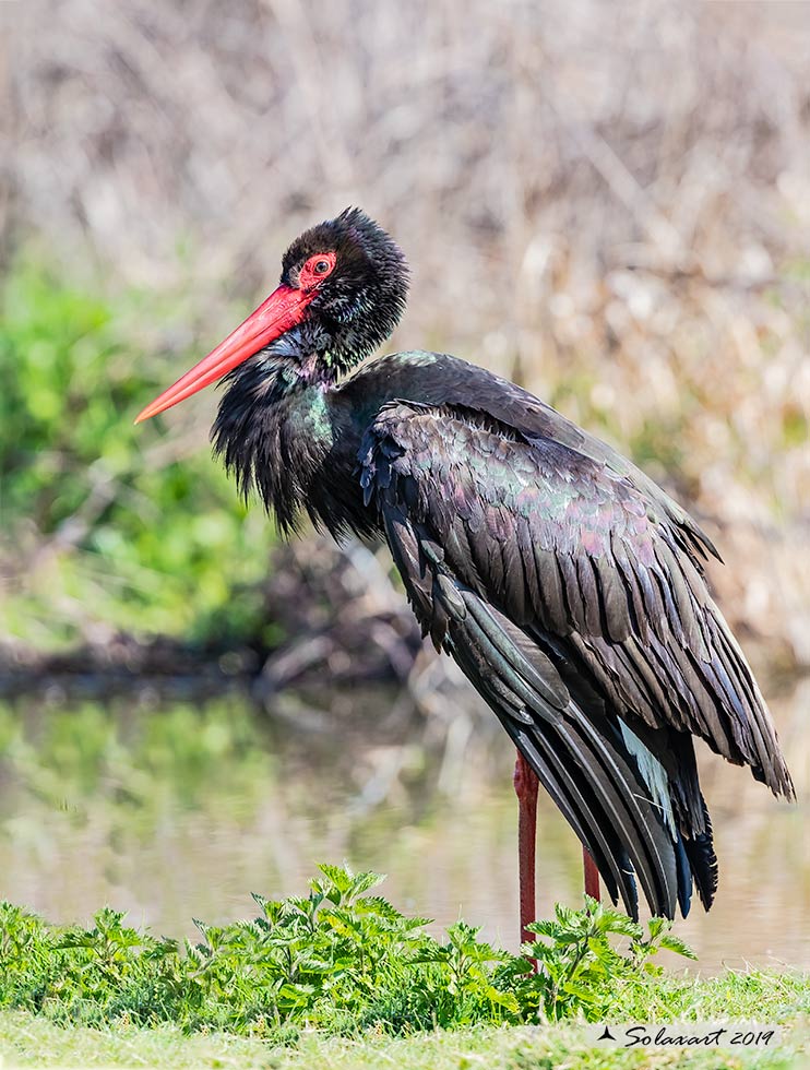 Ciconia nigra : Cicogna nera ; Black Stork