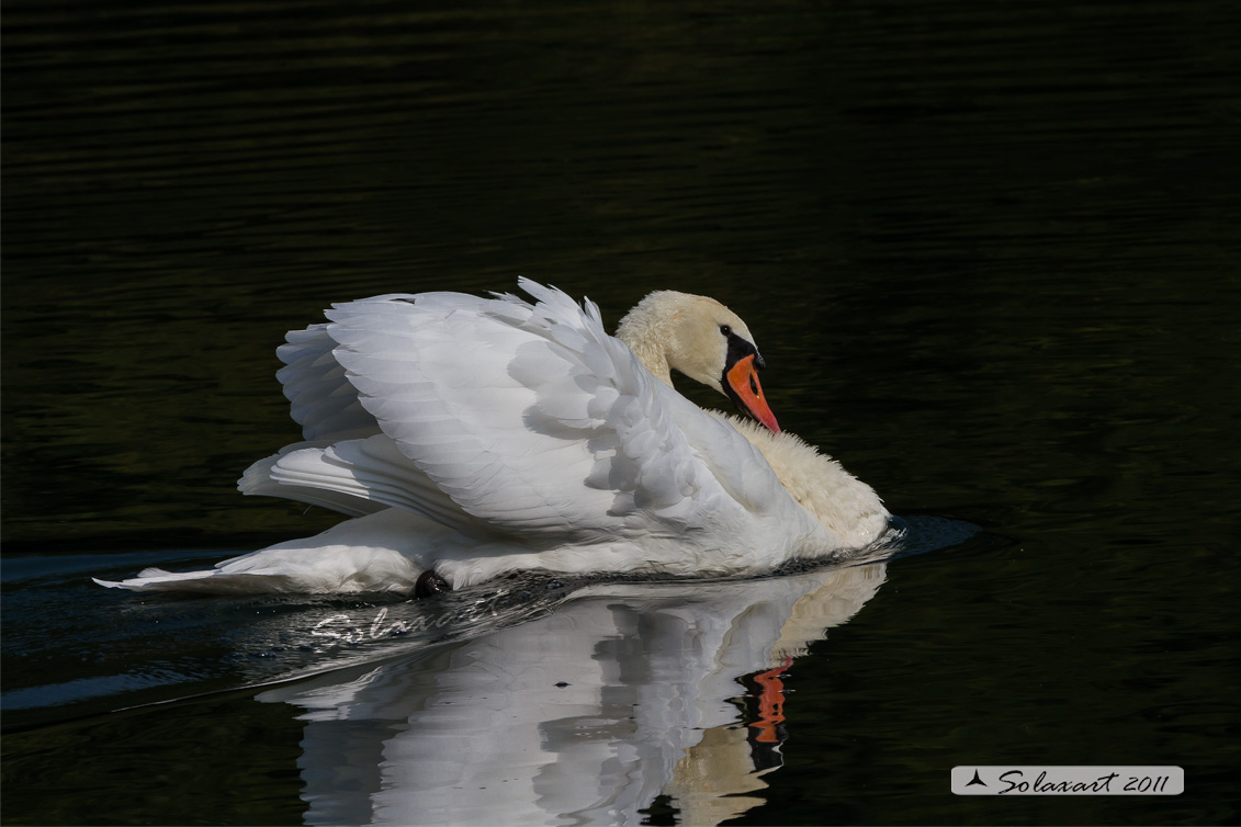 Cigno reale - (Cygnus olor) - Mute Swan
