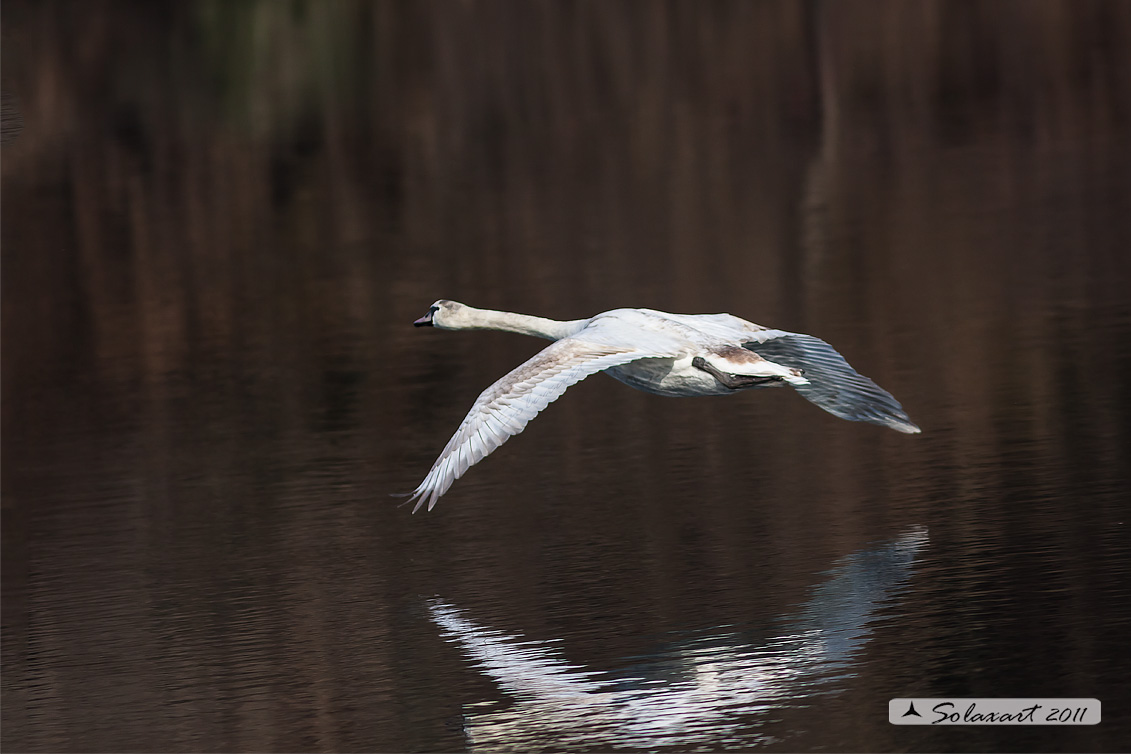 Cigno reale - (Cygnus olor) 