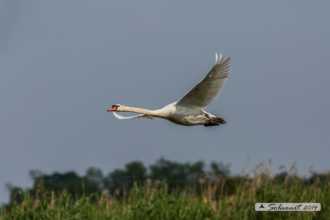 Cygnus olor - Cigno reale;Mute Swan