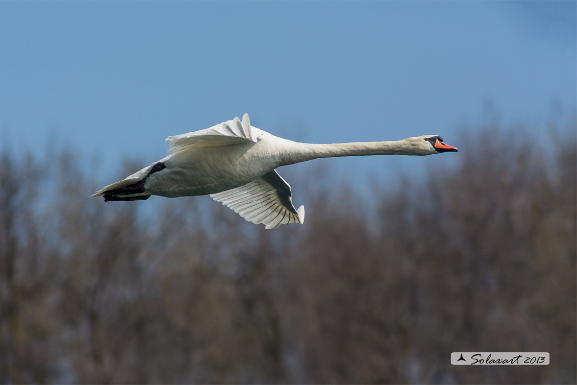 Cygnus olor - Cigno reale;Mute Swan