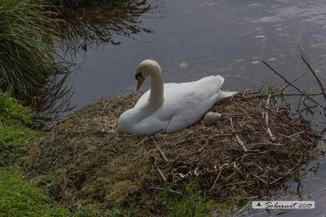 Cigno reale - (Cygnus olor) - Mute Swan