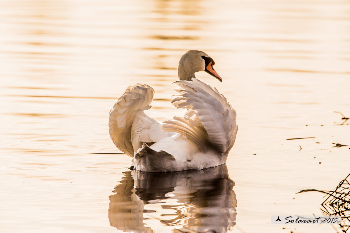 Cigno reale - (Cygnus olor) - Mute Swan