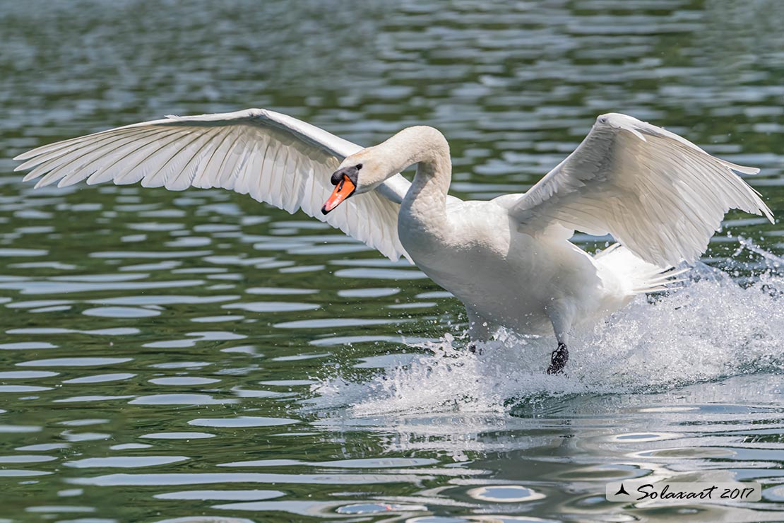 Cigno reale - (Cygnus olor) 