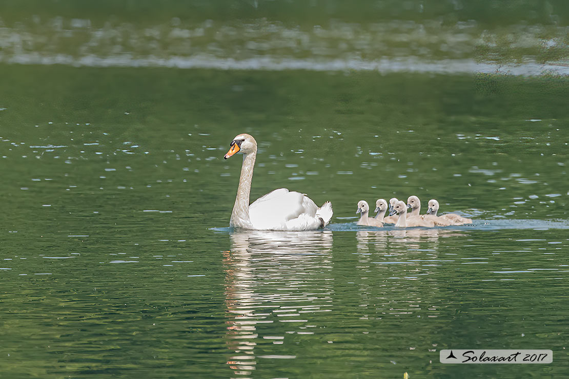 Cigno reale - (Cygnus olor) - Mute Swan