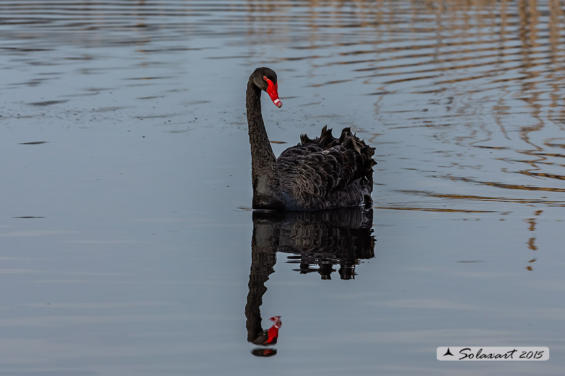 Cigno_nero - Cygnus_atratus
