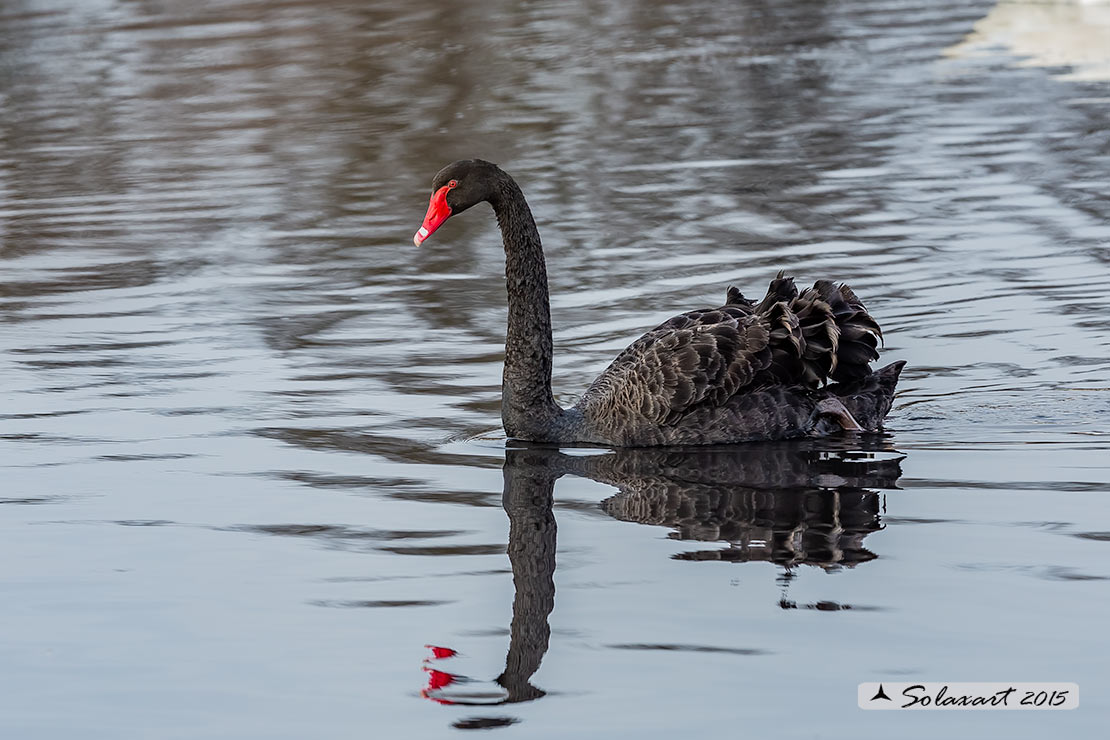 Cigno_nero - Cygnus_atratus