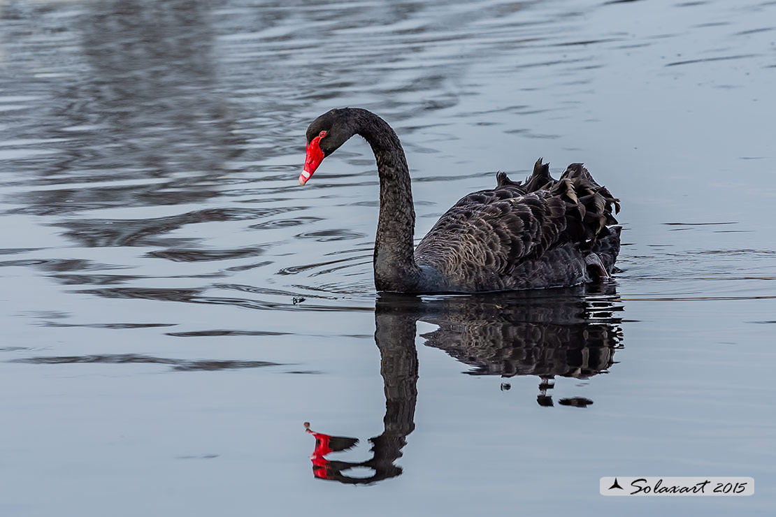 Cigno_nero - Cygnus_atratus