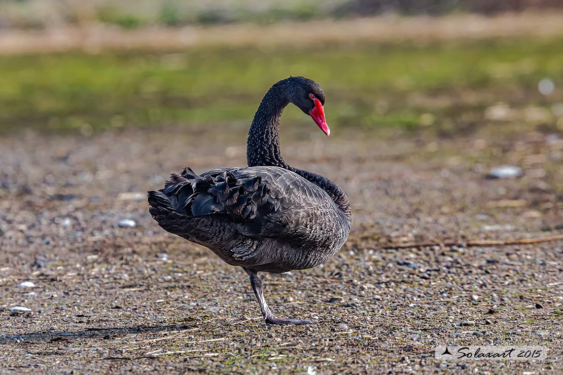 Cigno_nero - Cygnus_atratus