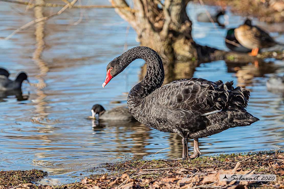 Cigno_nero - Cygnus_atratus