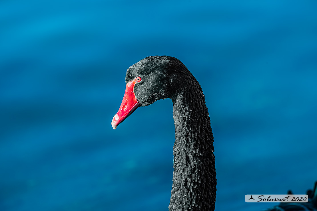 Cigno_nero - Cygnus_atratus