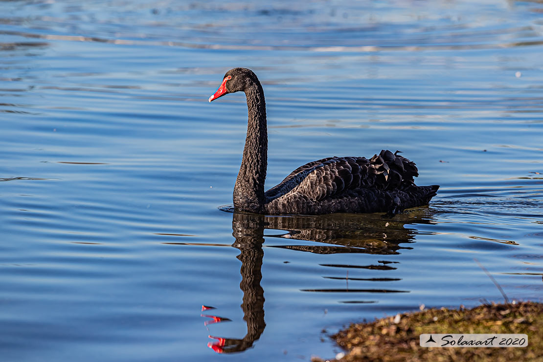 Cigno_nero - Cygnus_atratus