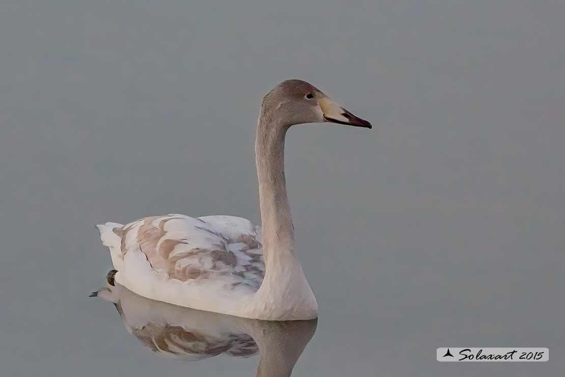 Cygnus cygnus - Cigno selvatico - Whooper swan