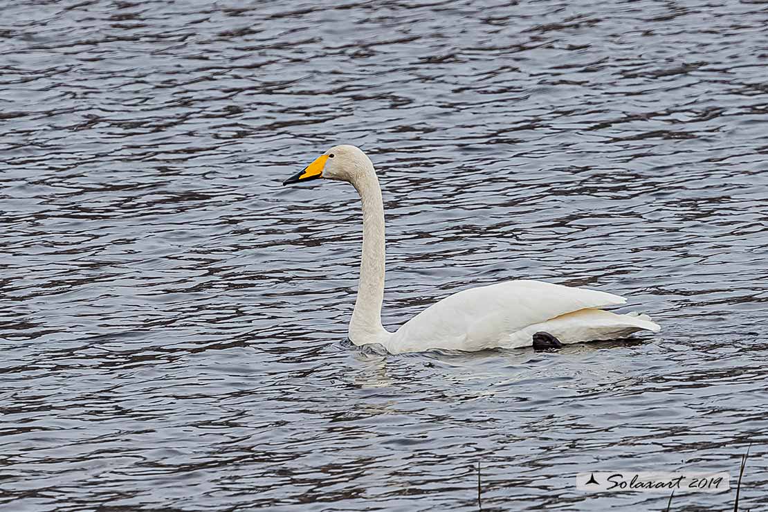 Cygnus cygnus - Cigno selvatico - Whooper swan