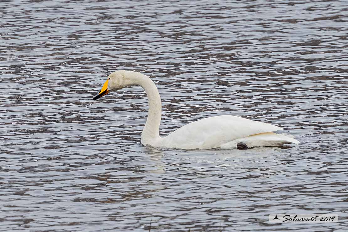 Cygnus cygnus - Cigno selvatico - Whooper swan