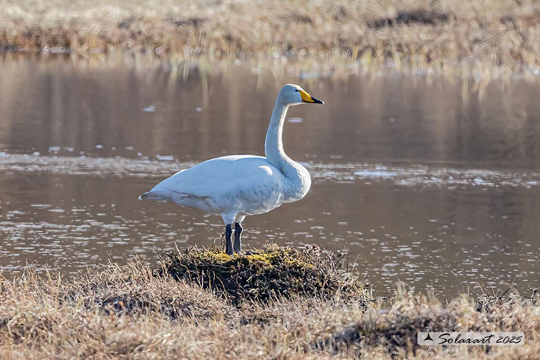 Cygnus cygnus - Cigno selvatico - Whooper swan