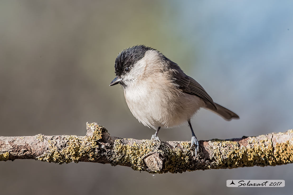 Poecile palustris ; Cincia Bigia ; Marsh Tit