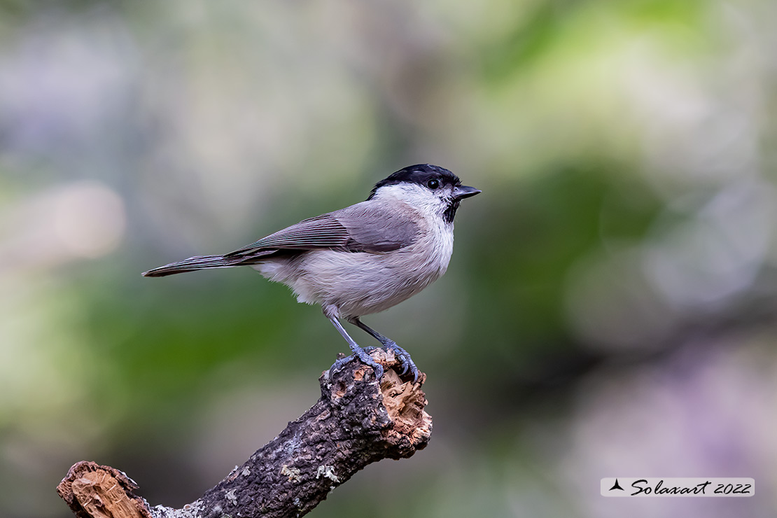 Poecile palustris ; Cincia Bigia ; Marsh Tit