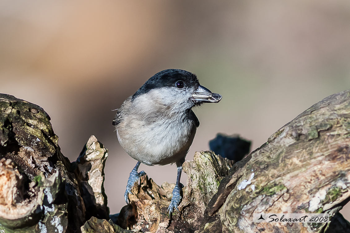 Poecile palustris ; Cincia Bigia ; Marsh Tit