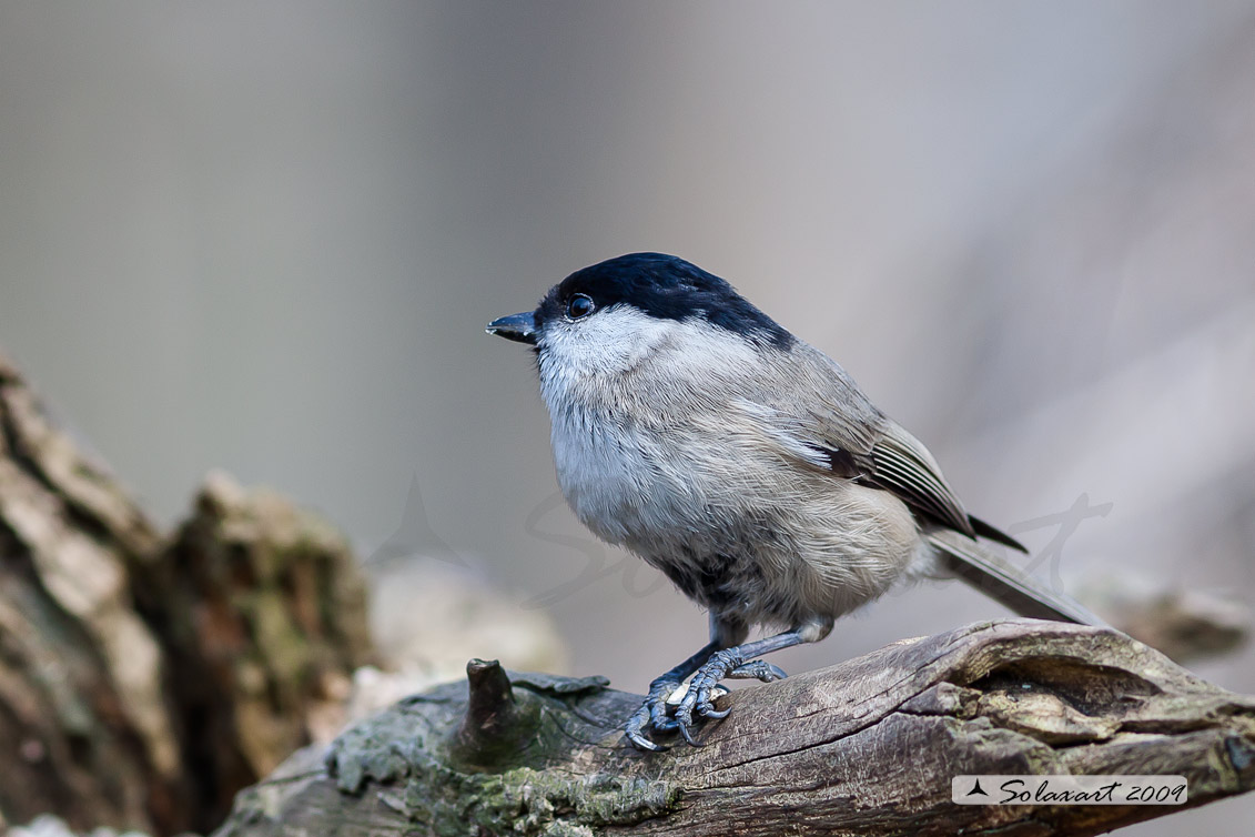 Poecile palustris ; Cincia Bigia ; Marsh Tit