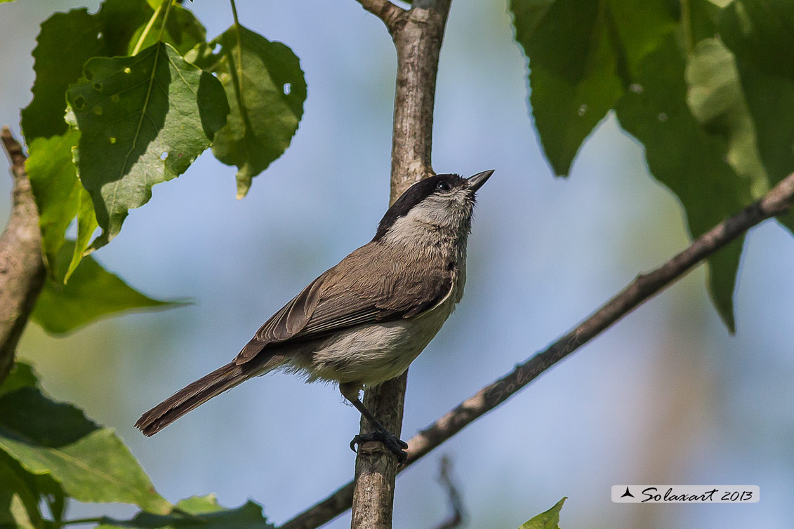 Poecile palustris ; Cincia Bigia ; Marsh Tit