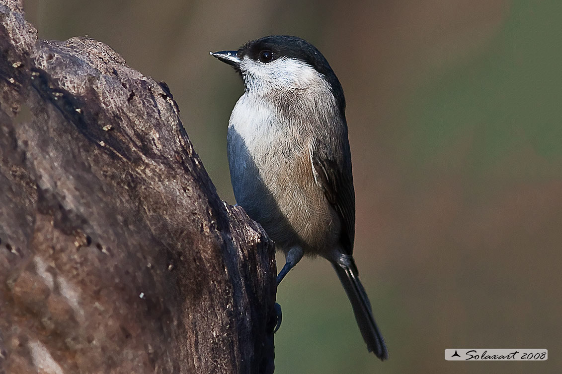 Poecile palustris ; Cincia Bigia ; Marsh Tit