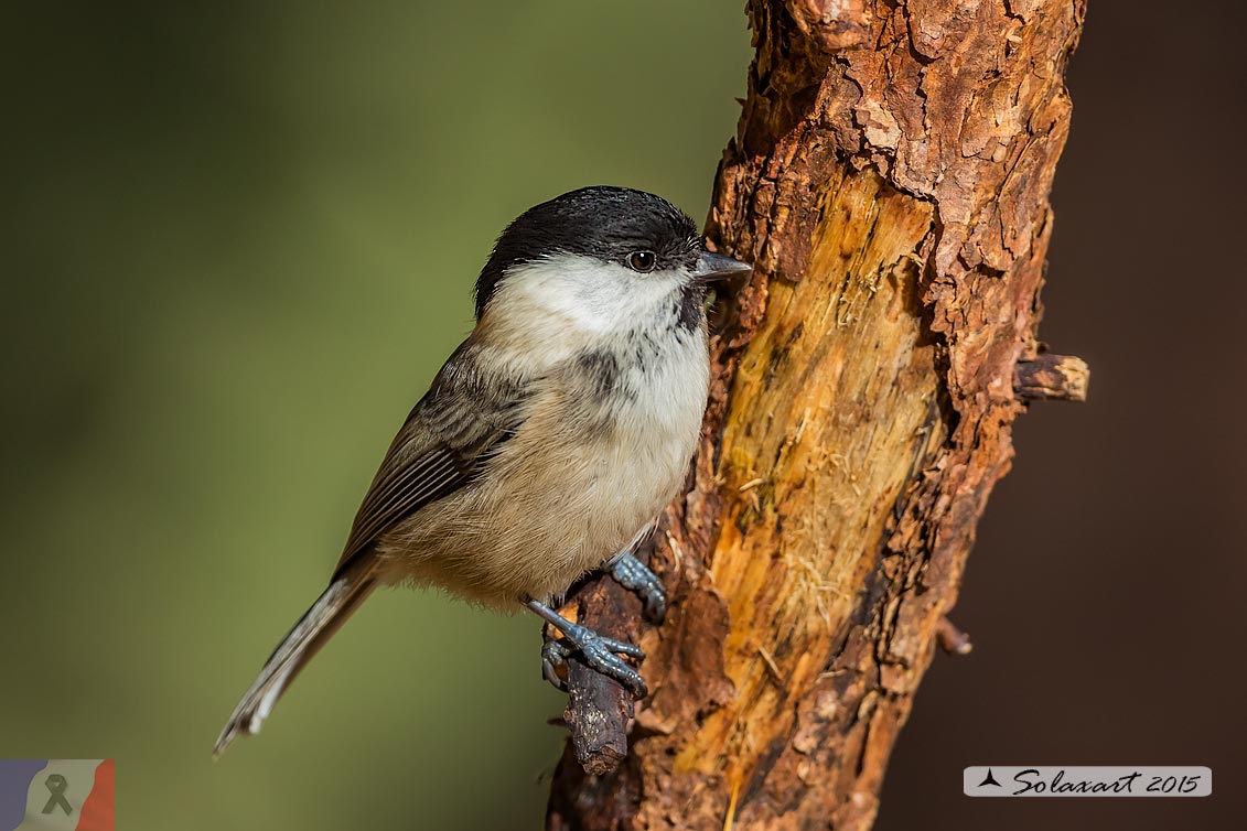 Poecile montanus: Cincia Bigia alpestre ; Willow tit